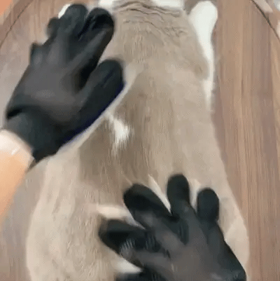 Pawlino™ Grooming Glove