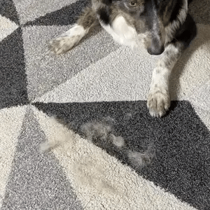 The Magic Brush™
